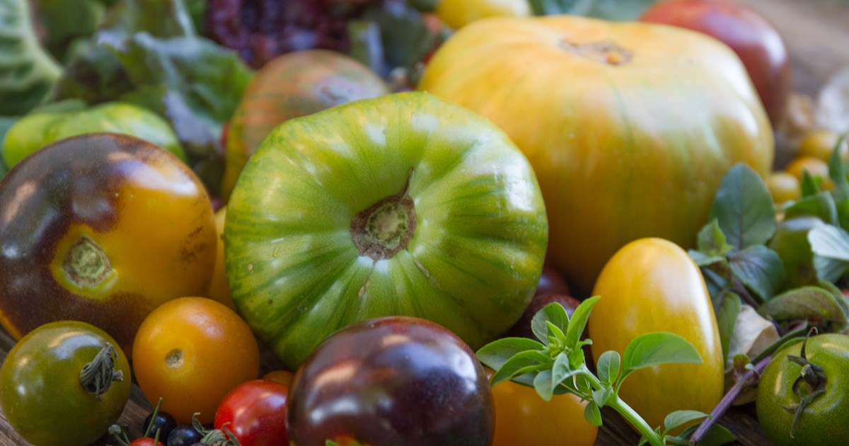 Tomato and basil food pairing the sun shiny taste of summer The